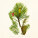 NOTIQUE Poznámkový kalendář Herbář Plastic FREE 2027, PLASTIC FREE, 30 x 30 cm - pgp-36979_12 - variant Pg PGP-36979