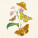 NOTIQUE Poznámkový kalendář Motýli FREE 2027, PLASTIC FREE, 30 x 30 cm - pgp-36980_03 - variant Pg PGP-36980