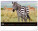 NOTIQUE Nástěnný kalendář Živá Afrika 2027, 48 x 33 cm - pgn-36381-l_01 - variant Pg PGN-36381-L