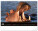 NOTIQUE Nástěnný kalendář Živá Afrika 2027, 48 x 33 cm - pgn-36381-l_02 - variant Pg PGN-36381-L