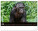 NOTIQUE Nástěnný kalendář Živá Afrika 2027, 48 x 33 cm - pgn-36381-l_03 - variant Pg PGN-36381-L