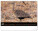 NOTIQUE Nástěnný kalendář Živá Afrika 2027, 48 x 33 cm - pgn-36381-l_07 - variant Pg PGN-36381-L