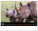 NOTIQUE Nástěnný kalendář Živá Afrika 2027, 48 x 33 cm - pgn-36381-l_09 - variant Pg PGN-36381-L