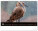 NOTIQUE Nástěnný kalendář Živá Afrika 2027, 48 x 33 cm - pgn-36381-l_11 - variant Pg PGN-36381-L