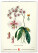 NOTIQUE Nástěnný kalendář Vintage plakáty – herbář 2027, 33 x 46 cm - pgn-36362_01 - variant Pg PGN-36362
