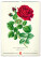 NOTIQUE Nástěnný kalendář Vintage plakáty – herbář 2027, 33 x 46 cm - pgn-36362_02 - variant Pg PGN-36362