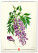 NOTIQUE Nástěnný kalendář Vintage plakáty – herbář 2027, 33 x 46 cm - pgn-36362_05 - variant Pg PGN-36362