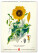 NOTIQUE Nástěnný kalendář Vintage plakáty – herbář 2027, 33 x 46 cm - pgn-36362_08 - variant Pg PGN-36362