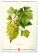 NOTIQUE Nástěnný kalendář Vintage plakáty – herbář 2027, 33 x 46 cm - pgn-36362_09 - variant Pg PGN-36362