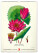 NOTIQUE Nástěnný kalendář Vintage plakáty – herbář 2027, 33 x 46 cm - pgn-36362_10 - variant Pg PGN-36362