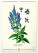 NOTIQUE Nástěnný kalendář Vintage plakáty – herbář 2027, 33 x 46 cm - pgn-36362_11 - variant Pg PGN-36362