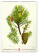 NOTIQUE Nástěnný kalendář Vintage plakáty – herbář 2027, 33 x 46 cm - pgn-36362_12 - variant Pg PGN-36362