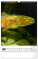 NOTIQUE Wall calendar Fishing – Fishing CZ/SK 2027, 33 x 46 cm - pgn-36862-l_08 - variant Pg PGN-36862-L