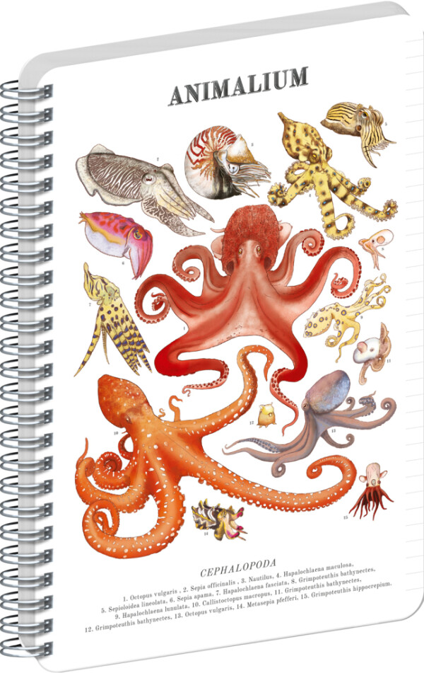 NOTIQUE Spirálový blok Animalium – Hlavonožce, linkovaný, A5