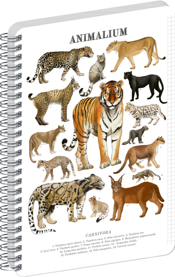 NOTIQUE Spirálový blok Animalium – Kočkovité šelmy, čtverečkovaný, A4