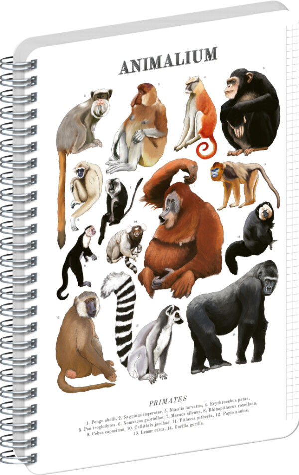 NOTIQUE Spirálový blok Animalium – Primáti, čtverečkovaný, A5