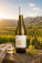 Bílé víno – Misty Cove, Estate Sauvignon blanc 2025 - s062068-2 - variant 