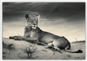 Dřevěný obraz Lioness - Reklamnepredmety