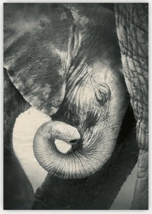 Dřevěný obraz Little Elephant - Reklamnepredmety