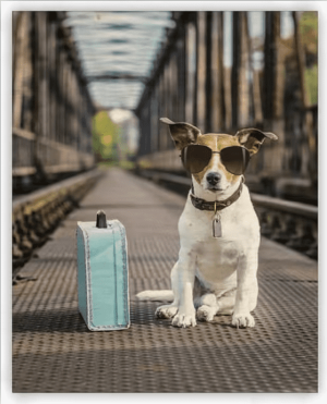 Dřevěný obraz Dog - Reklamnepredmety